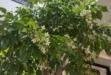 5 cây nở hoa trong nhà báo hiệu phong thủy rất tốt