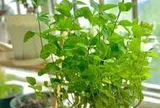 5 cây ác bước vào nhà, ông bà nhìn thấy muốn TIỄN ĐI NGAY: Phúc chưa kịp đến, họa đã chực chờ