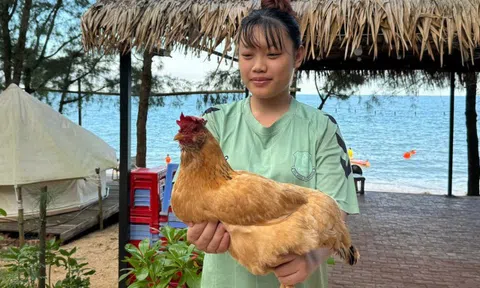 Đặc sản "gà mọc râu" trên đảo hoang sơ ở Quảng Ninh, da vàng giòn, thịt thơm nức