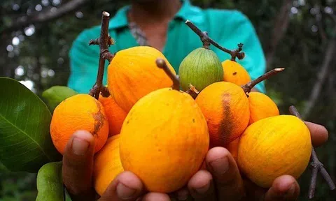 Về An Giang thưởng thức loại quả được ví như măng cụt rừng, vị chua ngọt đặc trưng, thích hợp giải nhiệt mùa hè