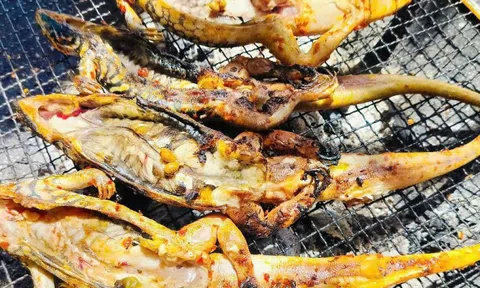 Đặc sản 4 chân đuôi dài thượt ở Bình Thuận, thịt săn chắc, ngọt thơm hơn thịt gà
