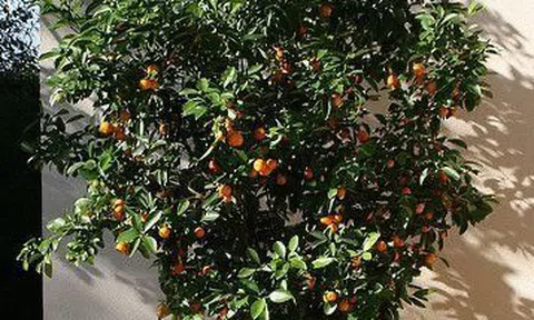 Người thông minh bí mật trồng 5 cây cảnh trong nhà: Gia tăng vận khí, hút lộc vào như nước