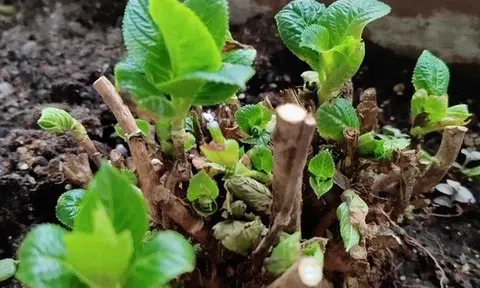 4 loại cây càng trồng càng xui xẻo, rước bực tức, thậm chí chuốc họa vào người