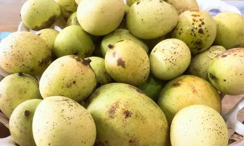 Đặc sản Sơn La vị như xoài, dân chờ rụng mới nhặt làm bánh tráng ngọt thơm