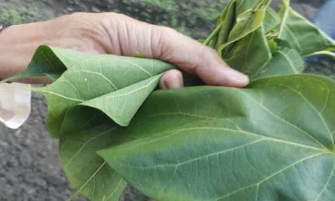 Thứ lá tưởng độc chết người lại có thể ăn được, chỉ để dùng đãi khách quý hoặc dịp lễ Tết mới được ăn