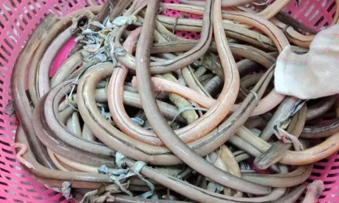Loài cá lạ bề ngoài khiến nhiều người khiếp sợ lại là đặc sản Thanh Hóa, giá tiền triệu mà vẫn tấp nập người tìm mua
