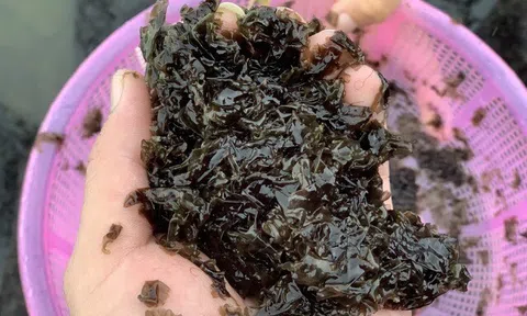 Thứ xưa chỉ nhà nghèo ăn nay thành đặc sản miền Trung, giá đến 200.000 đồng/kg khách vẫn lũ lượt mua