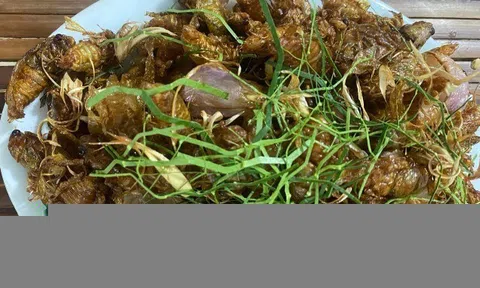Loại côn trùng khiến nhiều người "rùng mình" bất ngờ thành đặc sản được nhà giàu săn lùng, giá 600.000 đồng/kg vẫn có...