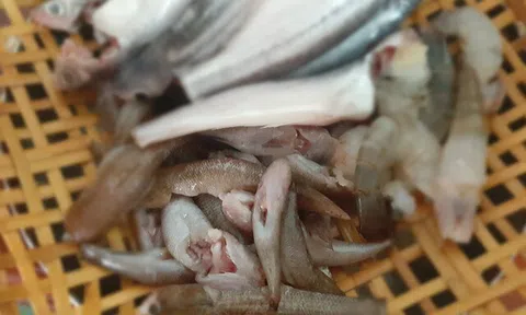 Cá "nhà nghèo" nay lên đời thành đặc sản dân thành phố săn lùng, đặt hàng trước cả tháng mới có