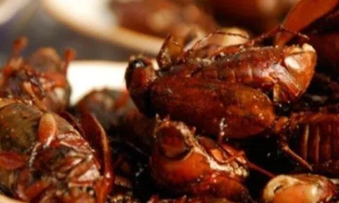 “Đặc sản từ lòng đất” chỉ có vào mùa mưa nhìn thôi đã khiếp sợ nay khiến thực khách tò mò, giá 300.000 đồng/kg