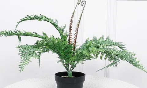 Người mệnh Thủy nên trồng cây gì? 6 loại cây phong thủy giúp dòng tiền luôn chảy vào nhà