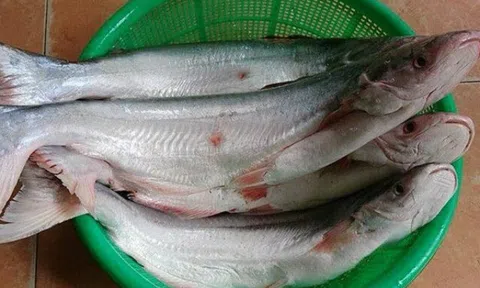 Loài cá có tên một loại quả vì tỏa ra mùi thơm phức: Là đặc sản hiếm ở Cần Giờ, giá tới 1 triệu đồng/kg khách vẫn mua...