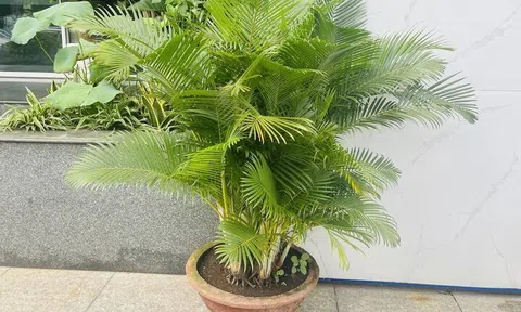 Ông bà xưa truyền: Trồng 3 loại cây này trước cổng, con cháu dễ gặp quý nhân phù trợ