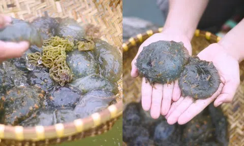 Sinh vật nhìn kỳ dị bò nhúc nhích nhưng lại là đặc sản ăn mát lạnh giữa ngày hè, giòn sần sật như rau câu