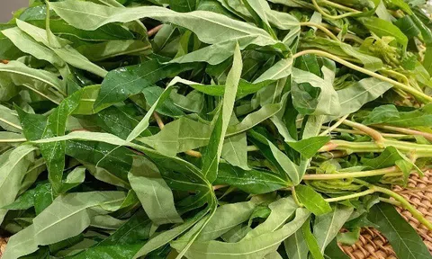 Loại rau xưa chỉ cho lợn ăn nay thành đặc sản Phú Thọ, thử một lần là nhớ da diết vì hương vị cực độc đáo