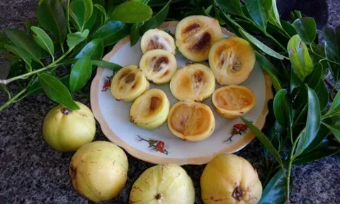 Thứ quả "vô danh" thành đặc sản đắt giá: Hương thơm khiến nhiều người mê mẩn lại cực tốt cho sức khỏe