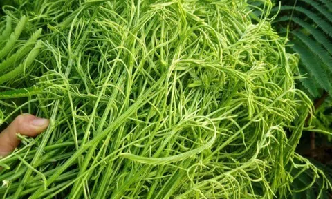 Thứ rau rừng một người ăn là cả làng bịt mũi vì quá "bốc mùi": Là đặc sản độc nhất Tây Bắc, du khách tranh giành mua làm...