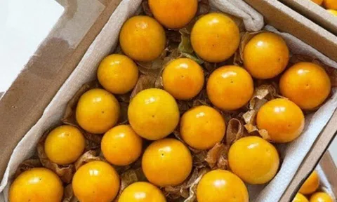 Loại quả dại mọc đầy đường là món vặt tuổi thơ Việt lại là “siêu trái cây” tiền triệu được săn lùng ở nước ngoài, giá...