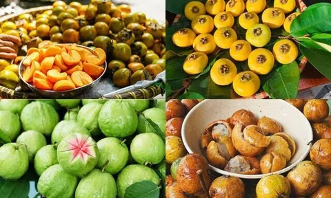 Chưa thưởng thức 4 loại quả này xem như chưa biết hương vị của mùa thu Hà Nội!