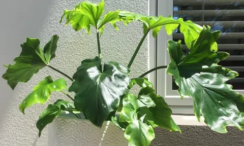 Cây đổi vận nhà giàu ai cũng có, người nghèo coi thường bảo sao mãi không khá