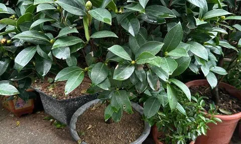 Trồng đúng loài cây này trước cửa: Gia đạo vững như núi, đời con cháu càng ở càng thịnh