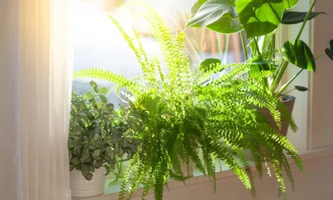 Cây dương xỉ và cây dâu tằm: Nhiều nhà đang trồng mà không biết đây là hai loài bị phong thủy đại kỵ