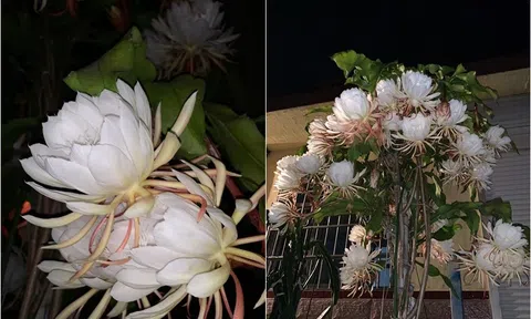 Sau 5 năm kiên trì, chồng tôi khiến cả xóm ngỡ ngàng: Cây hoa Quỳnh nở rộ hóa thành “tiên nữ giữa đêm”