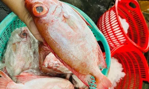 Loài cá có tên như món "khoái khẩu" của các cụ lại là đặc sản nức tiếng miền Tây, 300.000đ/kg vẫn "cháy hàng"