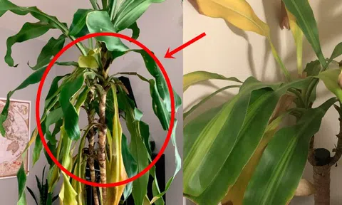 Tôi bỏ cây phát tài ra khỏi phòng khách vì quá mệt mỏi với thứ nó mang lại