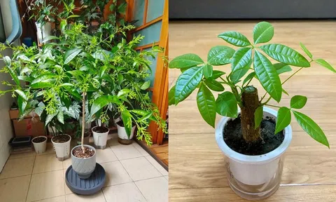 Phong thủy cảnh báo: 5 loại cây tuyệt đối không nên đặt ở phòng khách, kẻo “rước xui xẻo” và mất lộc trong nhà