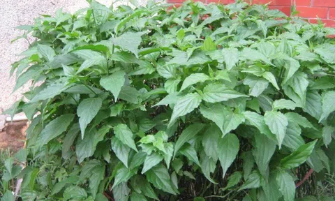 Loại rau xưa mọc làm hàng rào hóa ra lại siêu bổ dưỡng, là một vị thuốc cực tốt được nhiều người lùng mua