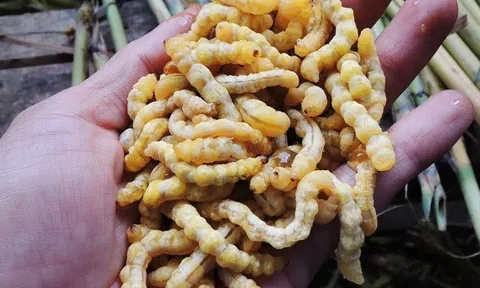 Lộc trời nhìn sợ khiếp vía hóa ra là "thần dược phòng the", thành đặc sản đắt đỏ nhất nhì Việt Nam, giá 3 triệu đồng/kg