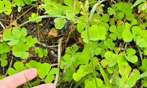 Thứ rau mọc bờ bụi phải nhổ bỏ như cỏ dại nay thành đặc sản chị em lùng mua, nấu canh cua thì ngon hơn "sơn hào hải vị"