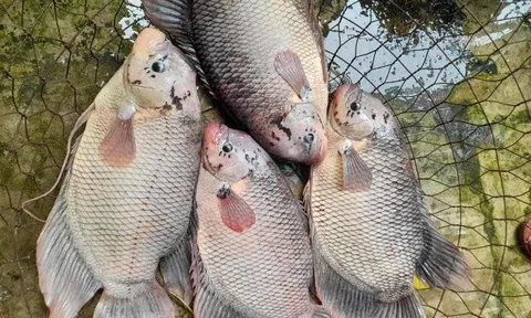 Loài cá có "tai" lạ là đặc sản nổi tiếng miền Tây, đem làm món nhìn đã "nổi da gà" nhưng lại là tuyệt đỉnh ẩm thực