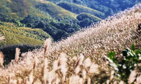 Về Quảng Ninh ngắm cỏ lau 'thức giấc' trên dải biên cương Bình Liêu