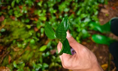 Thứ lá tên đọc "méo cả miệng" xưa mọc đầy rừng không ai hái nay thành đặc sản Lào Cai nhờ mùi thơm lạ hiếm có