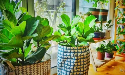 Đừng để cây xanh “hút cạn” dương khí: Sai lầm nhiều nhà mắc khiến tài lộc tắc nghẽn