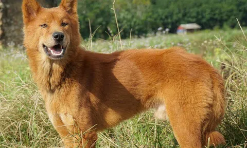 Tứ đại quốc khuyển Việt Nam nổi tiếng thông minh, có con góp sức trong cuộc khởi nghĩa Lam Sơn của vua Lê Lợi