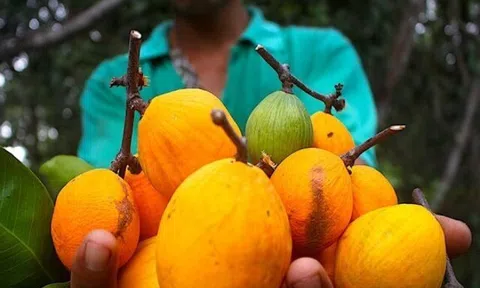 Loại quả xưa rụng thối gốc không ai nhặt, giá rẻ như cho nay thành đặc sản thành phố, 150.000 đồng/kg vẫn "cháy hàng"