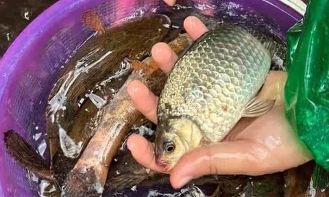Chợ Việt có loại cá nhỏ, chỉ 30.000 đồng/kg nhưng được thầy thuốc xưa gọi là "đại bổ": Người biết ăn coi như báu vật