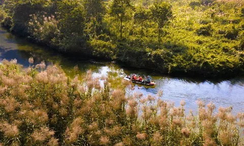 Tràng An say đắm lòng người mùa lau sậy trổ bông