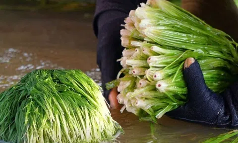 Đặc sản trời ban ở miền Tây từng được xem là cỏ dại, muốn thưởng thức phải chờ mùa nước nổi mới ngon