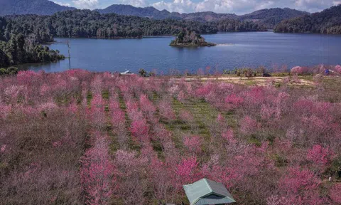 Anh đào Nhật Bản bung nở giữa rừng ở Điện Biên