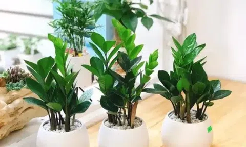 3 loại cây đặt tại phòng khách giúp năm mới Bính Ngọ may mắn, tiền – tài đều có