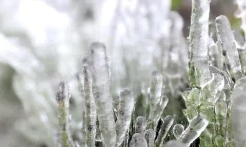 Băng giá phủ trắng đỉnh Phia Oắc ở Cao Bằng