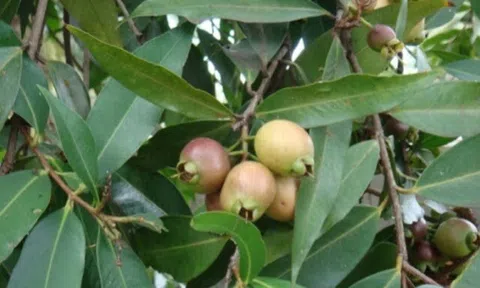5 loại quả xưa rụng đầy gốc không ai ngó ngàng, nay lên đời thành đặc sản miền Tây được du khách thích mê