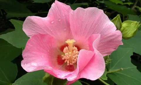 5 loại hoa bị cho là mang "vận rủi", nên tránh cắm trong nhà dịp năm mới 2026