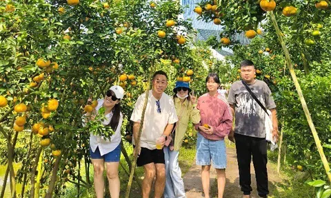 Cách TP.HCM 3 tiếng chạy xe có một "vương quốc quýt hồng", khách du lịch thích mê ghé check-in mỗi ngày