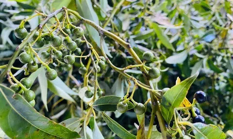 Loại quả mọc dại ở bìa rừng Quảng Ngãi về phố thành đặc sản nức tiếng, bán "đắt như tôm tươi", giá 300.000 đồng/kg