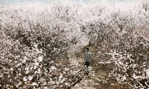 Mộc Châu mùa "trắng xóa": 5 tọa độ check-in hoa mận không nên bỏ qua